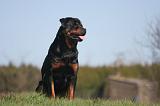 ROTTWEILER 582